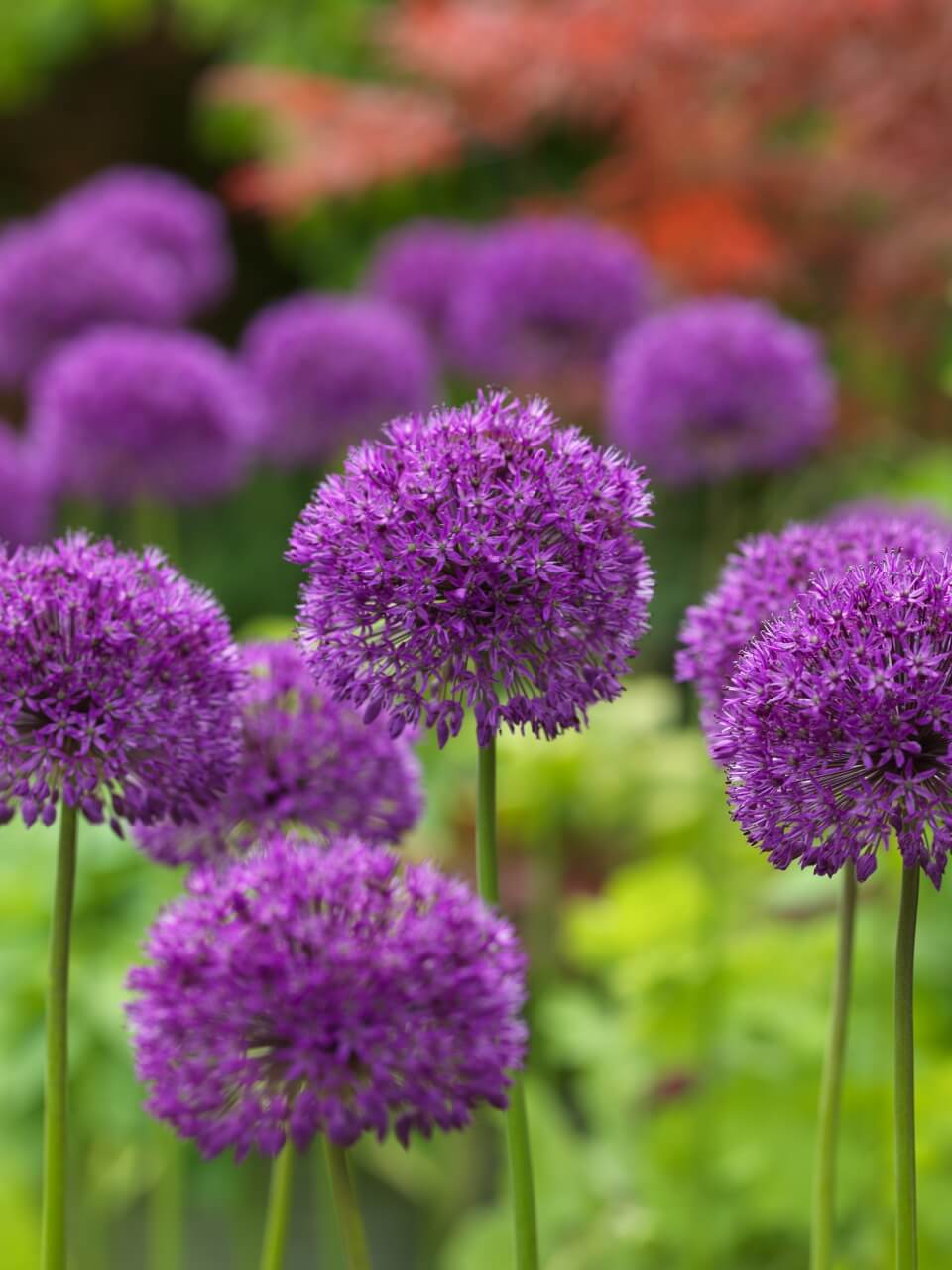 Allium 'Purple Sensation' 231