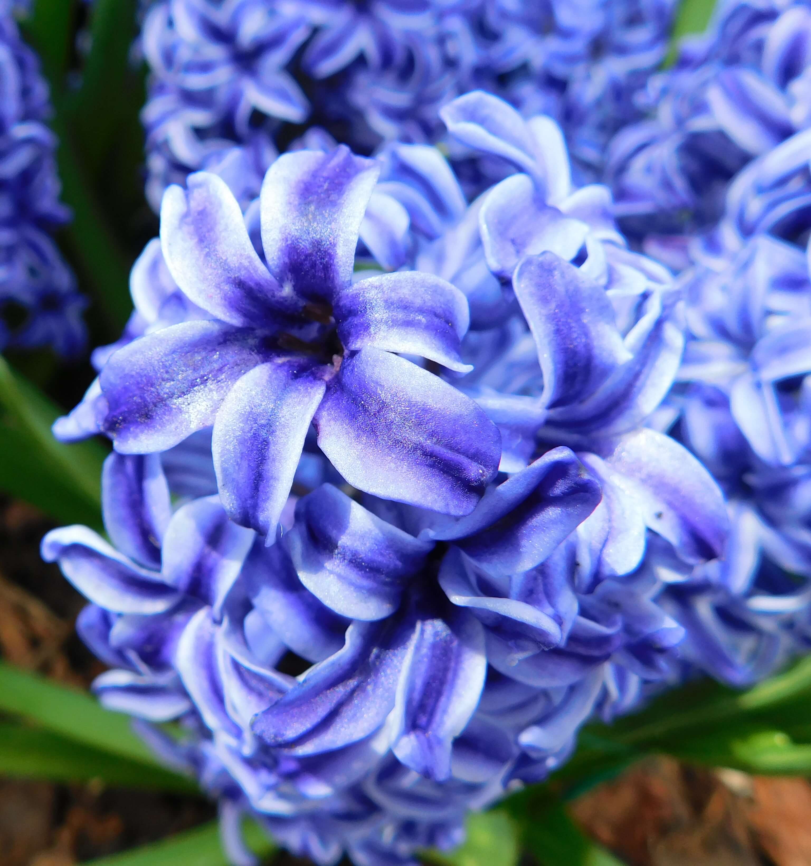 Hyacinth 'Blue Jacket' 231
