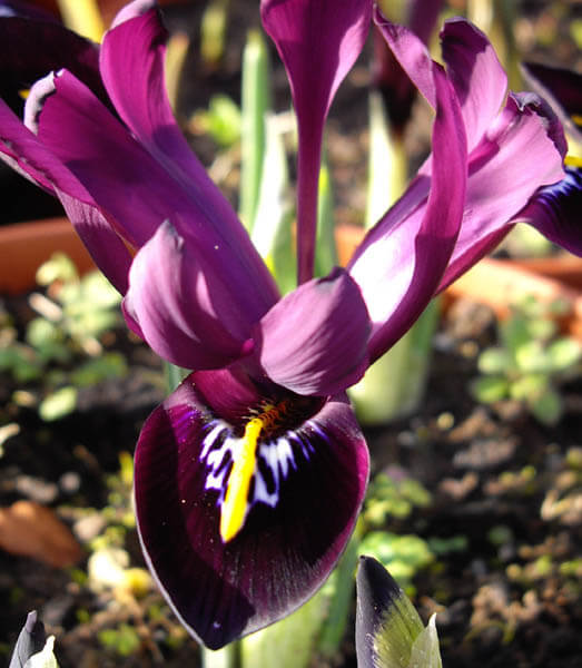 Iris histroides 'George' 231