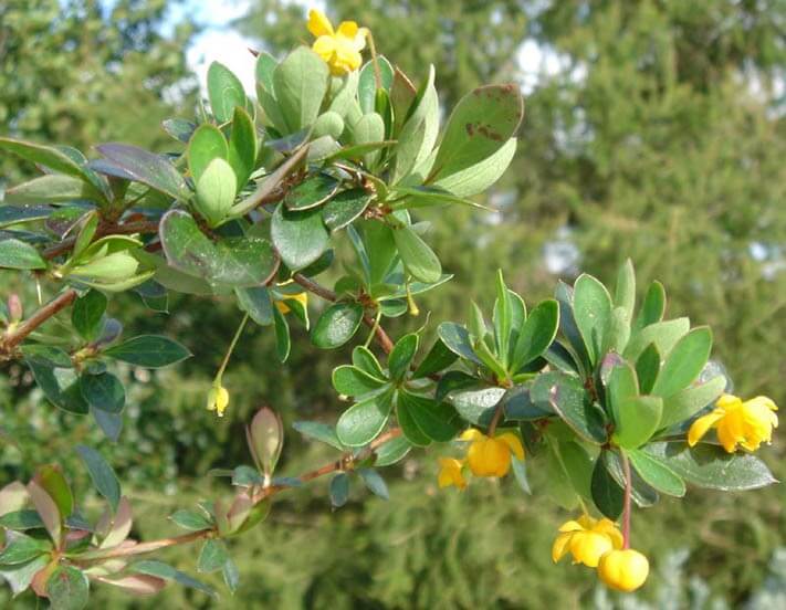 Berberis 'buxifolia Nana' 814