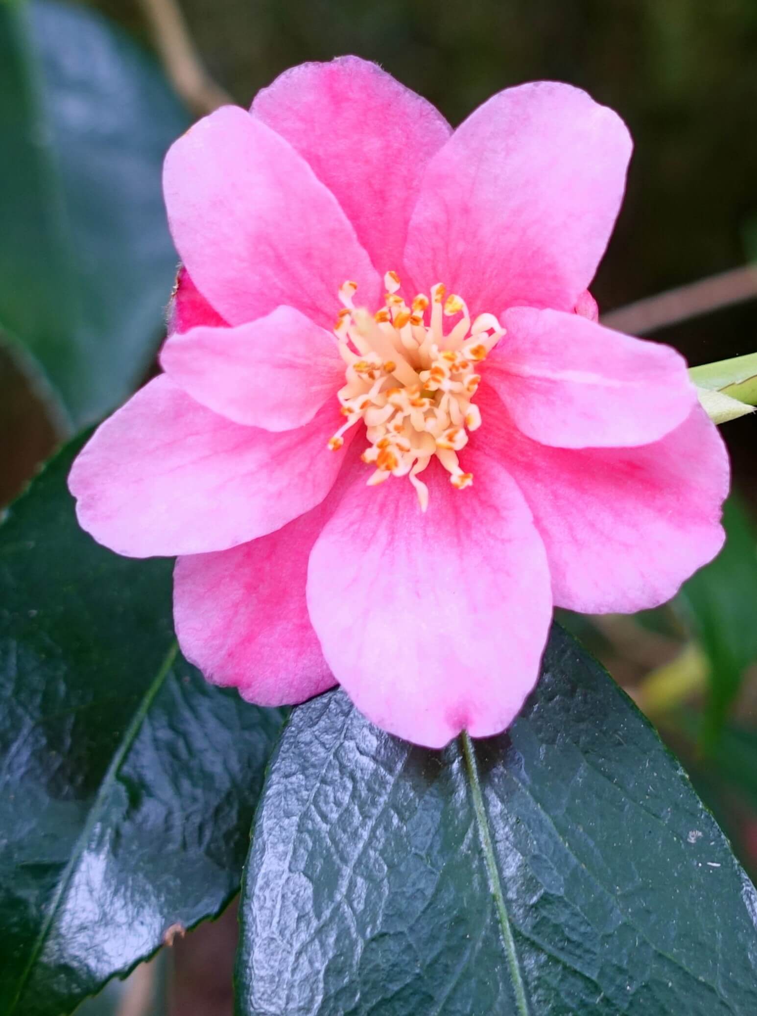 Camellia 'Cornish Spring' 814
