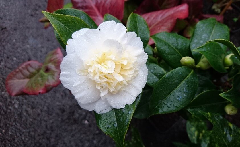 Camellia japonica 'Brushfield Yellow' 814