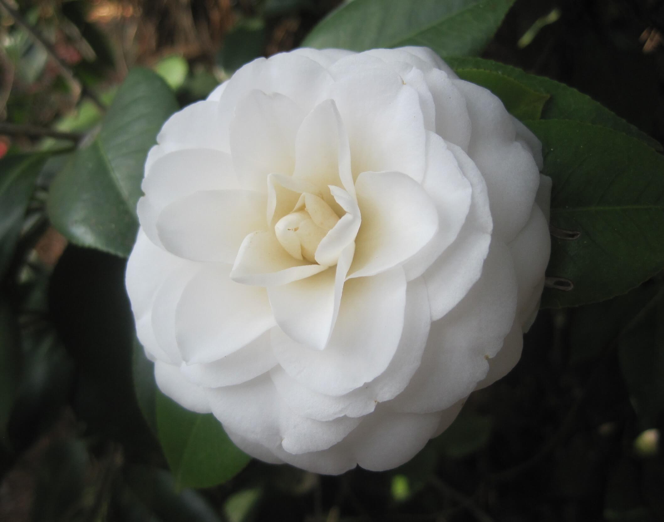 Camellia japonica 'Moshe Dayan' 814