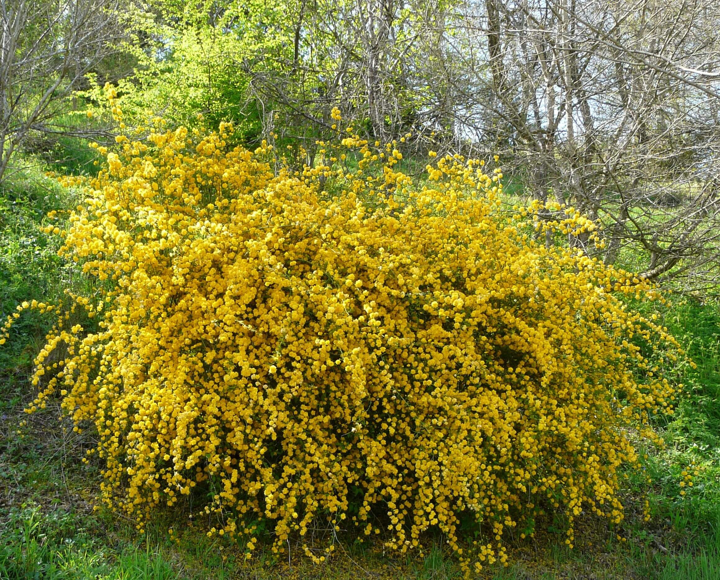 Kerria japonica 'Pleniflora' 814