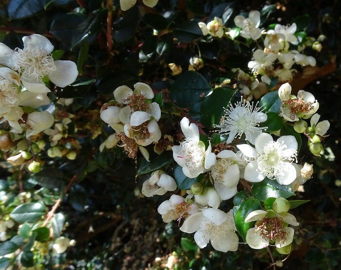 Luma (Myrtus) apiculata  814