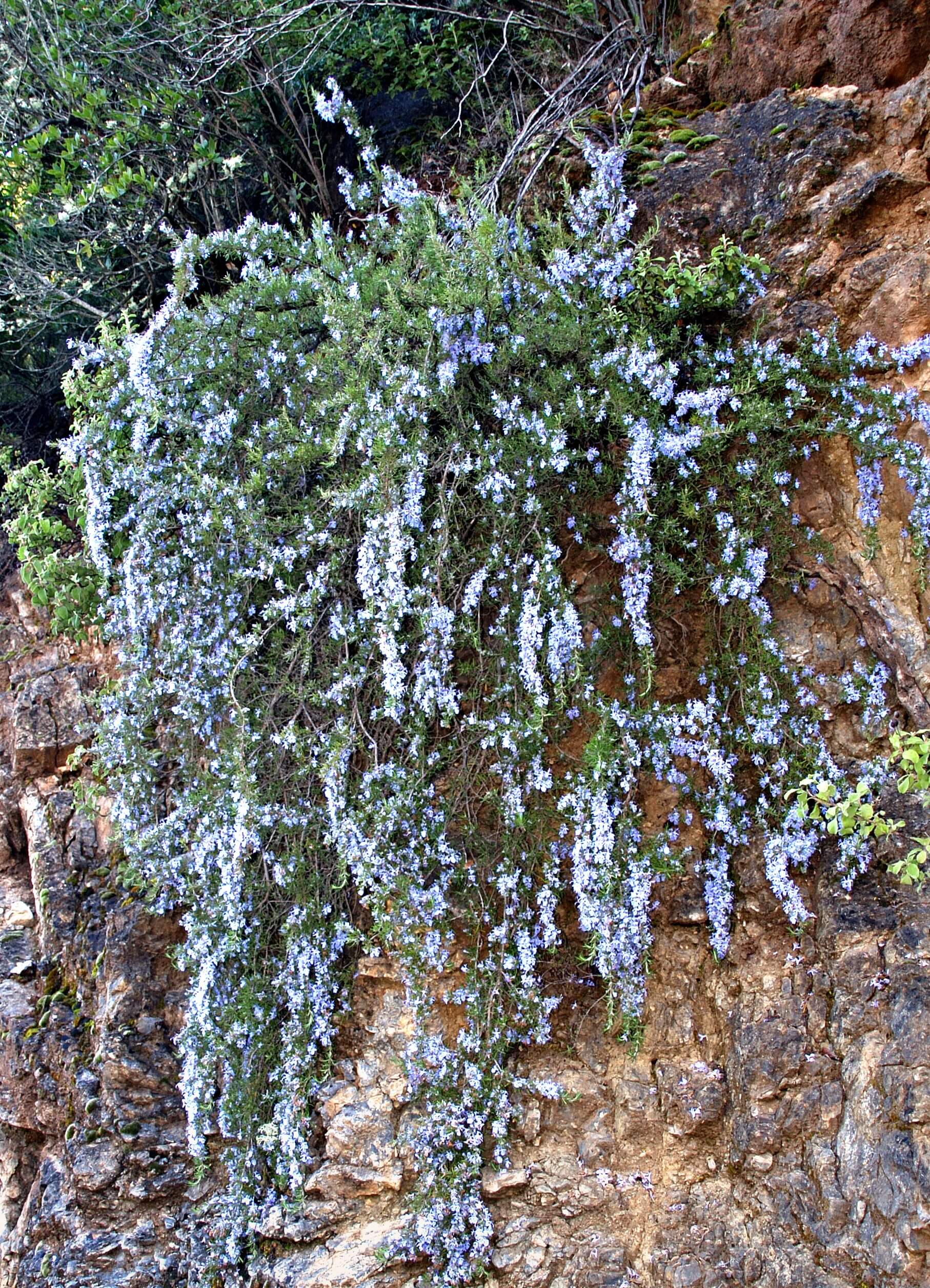 Rosmarinus officinalis 'Corsican blue' 814