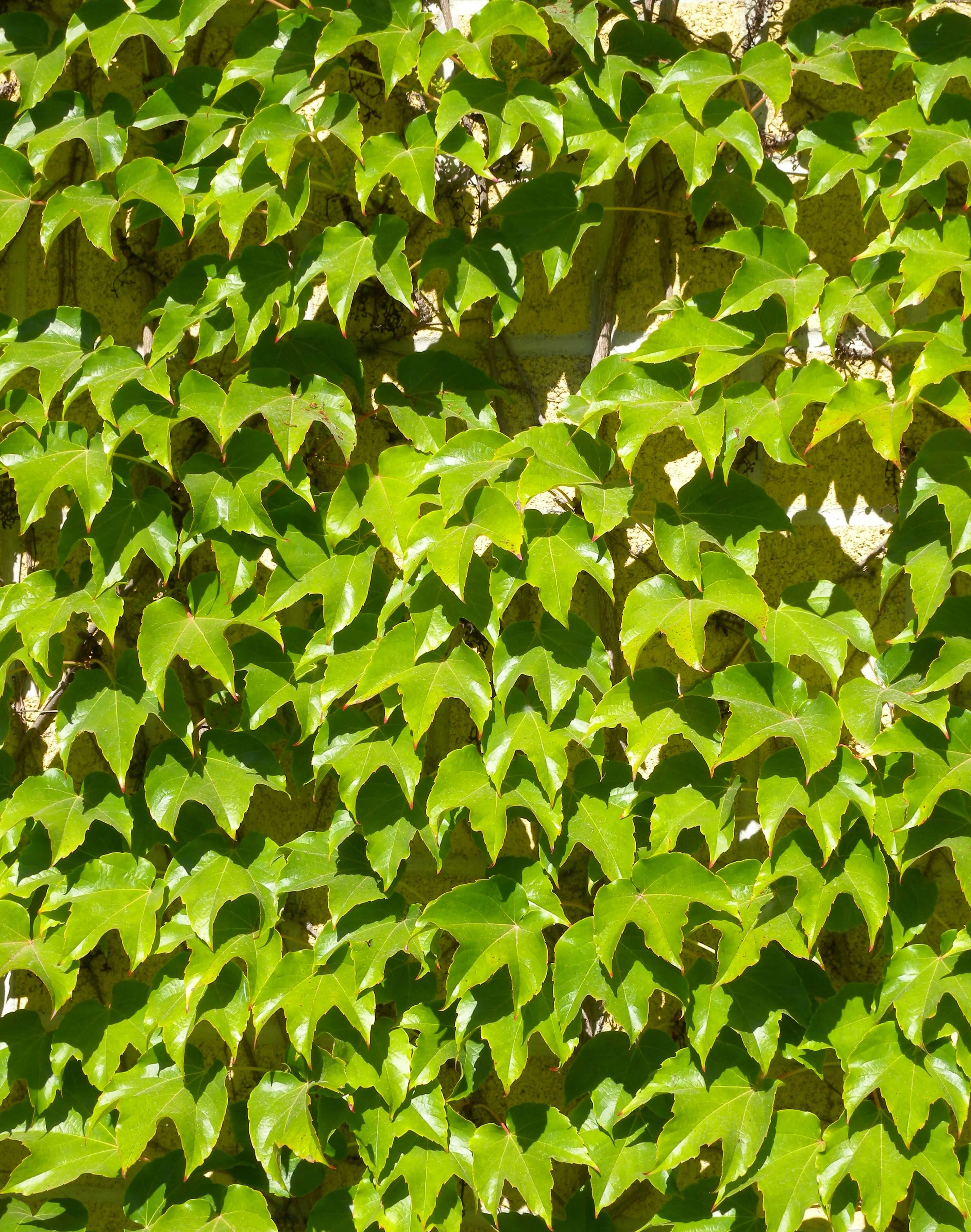 Parthenocissus tricuspidata 'Fenway park' 286