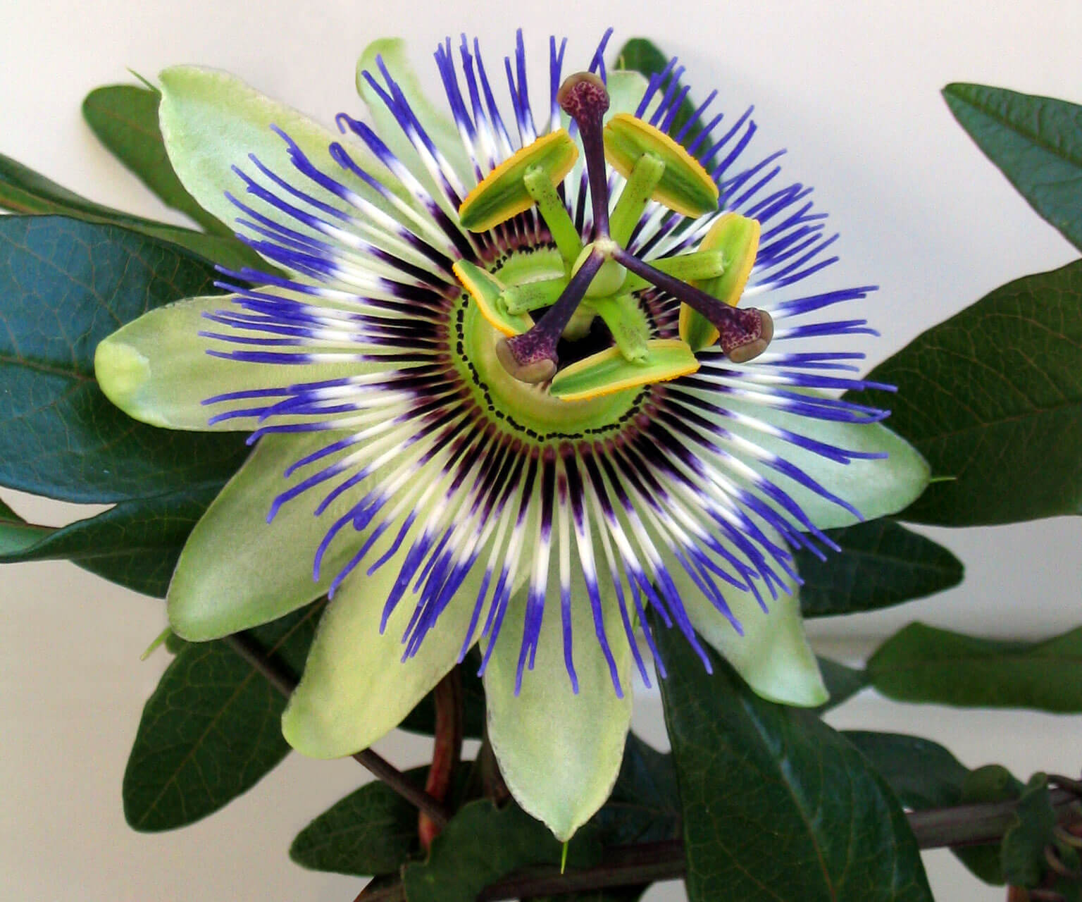Passiflora 'Silly Cow' 286