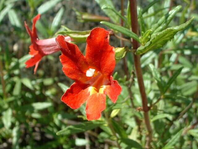 Mimulus 'Highland Red' 1