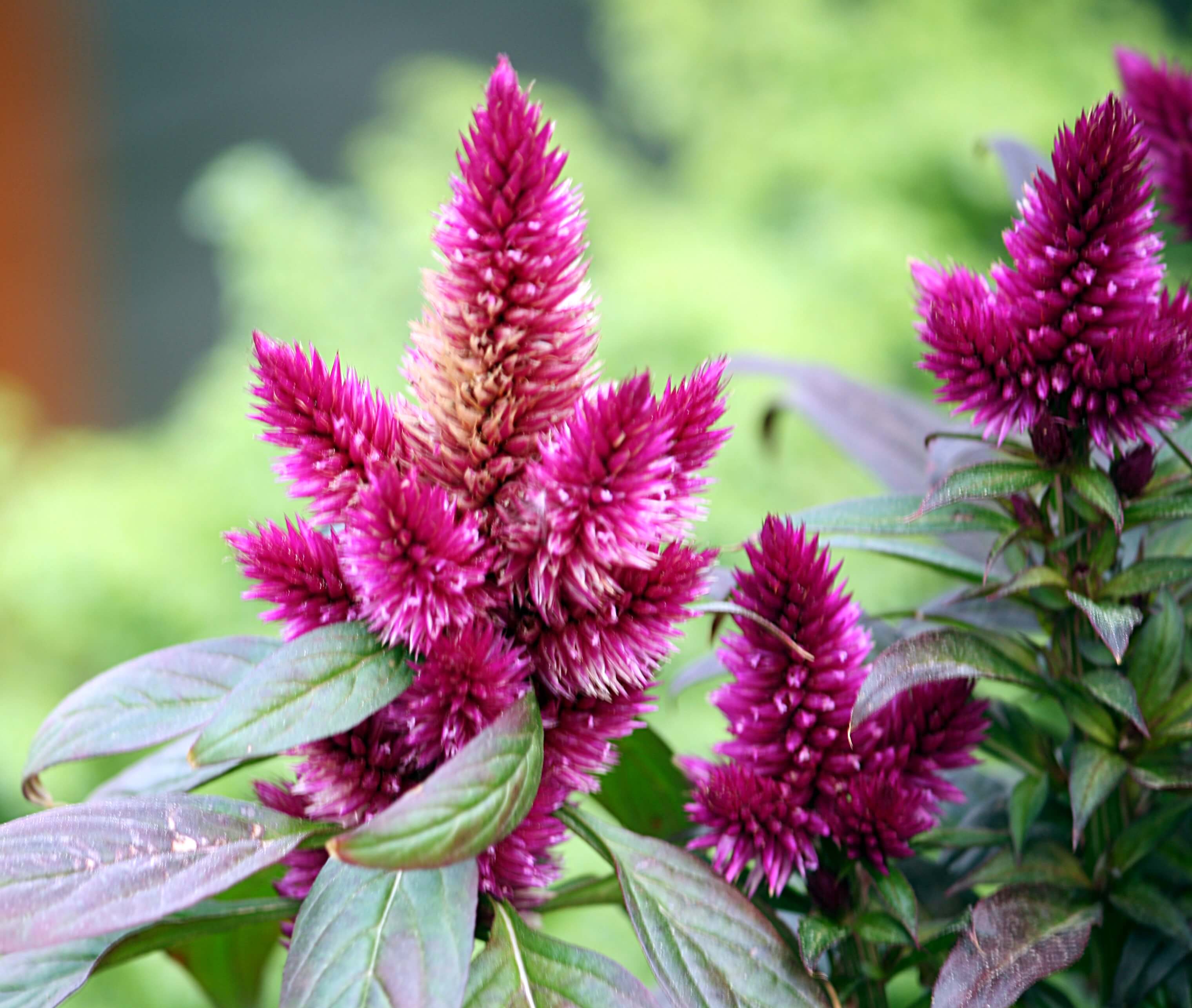 Celosia plumosa 'Purple' 121