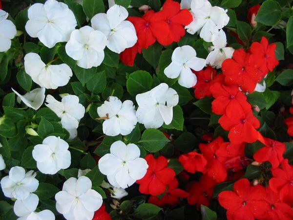 Impatiens 'Busy Lizzies' 121