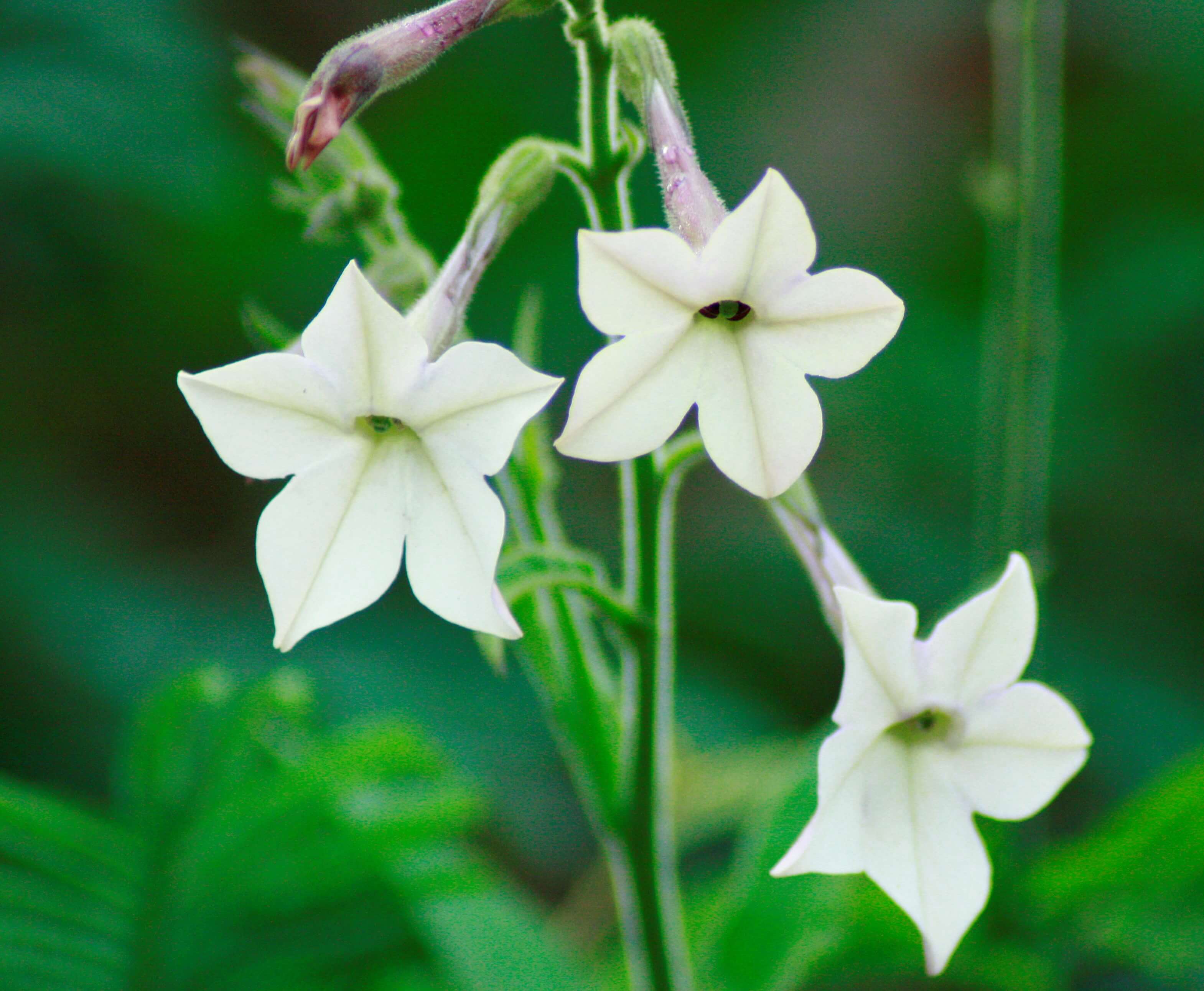 Nicotiana affinis 'White Tobacco Plant' 121