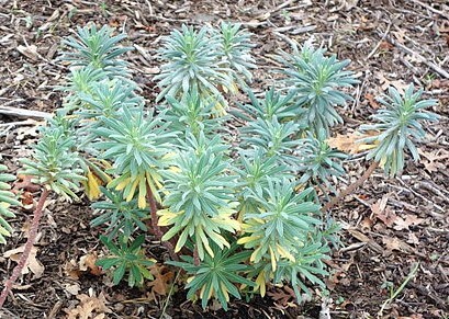 Euphorbia characias 'Portuguese Velvet' 588