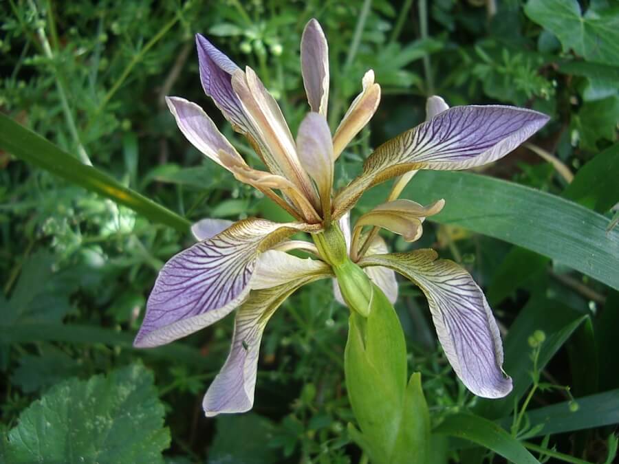 Iris foetidissima  588