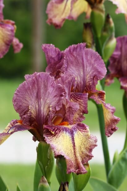 Iris germanica 'Red Orchid' 588