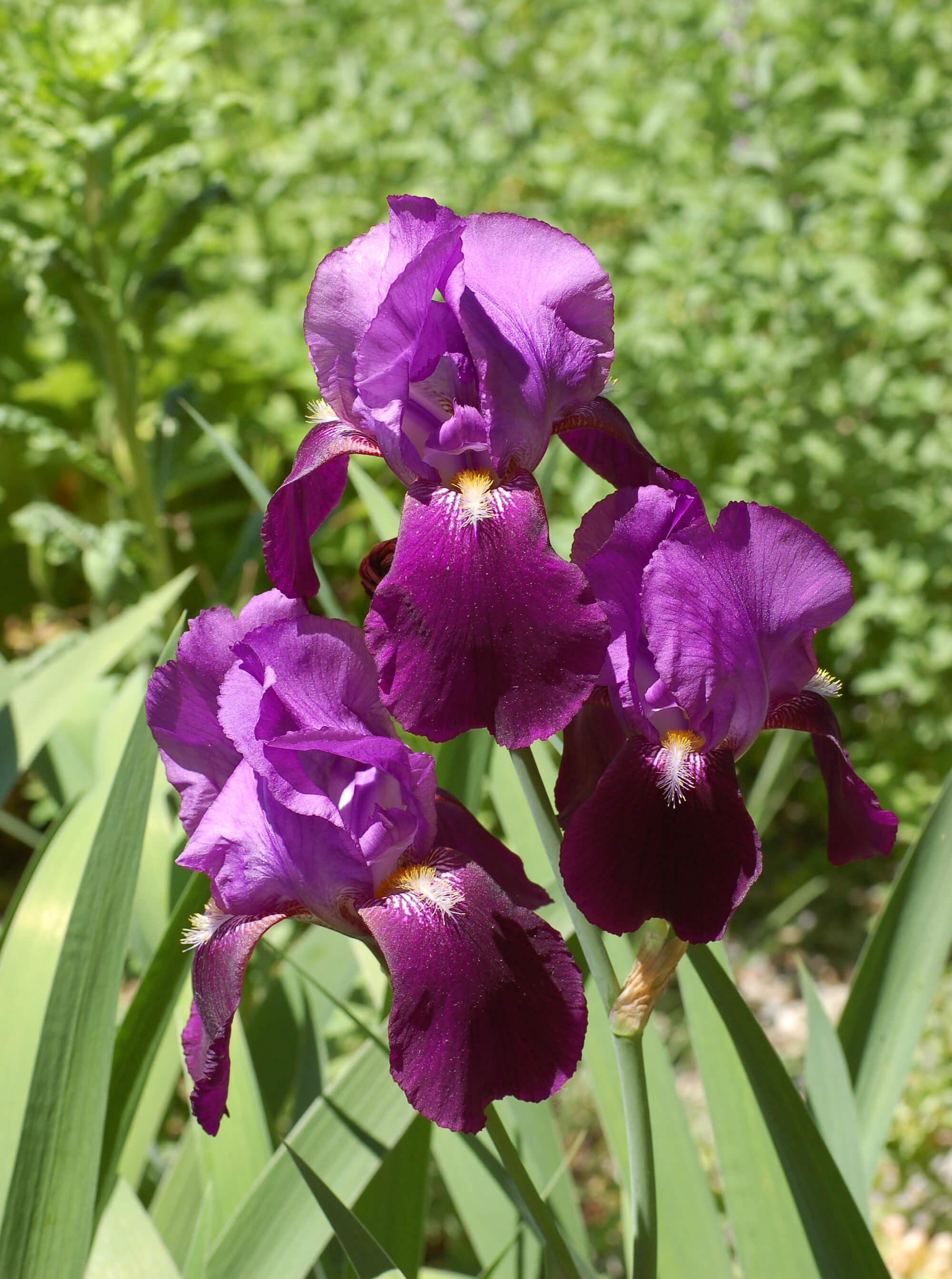 Iris germanica 'Sable' 588