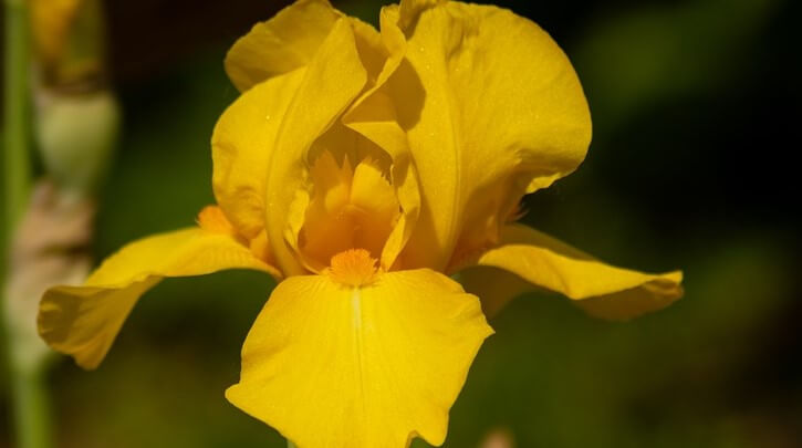 Iris germanica 'Saint Crispin' 588
