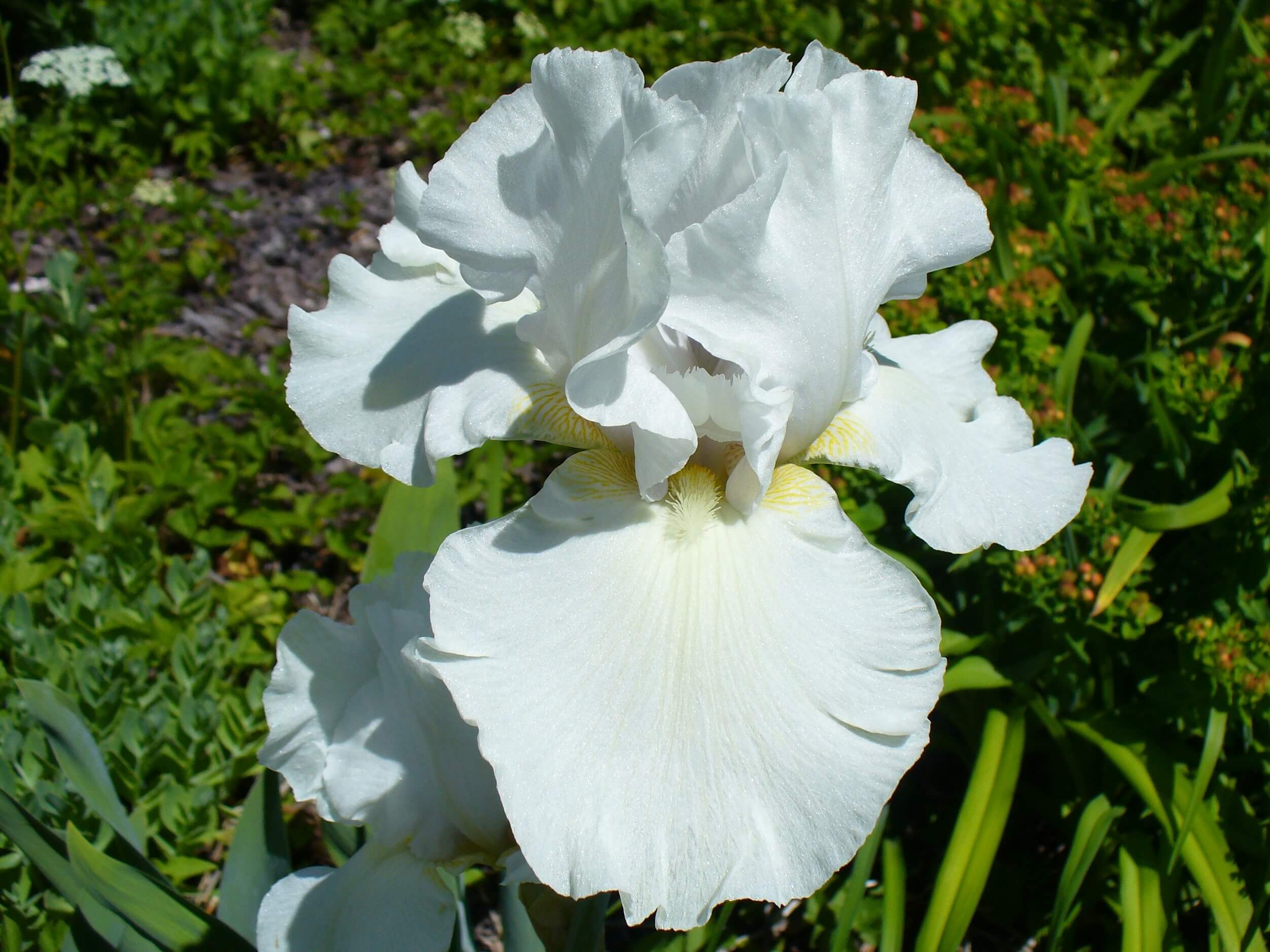 Iris germanica 'White City' 588