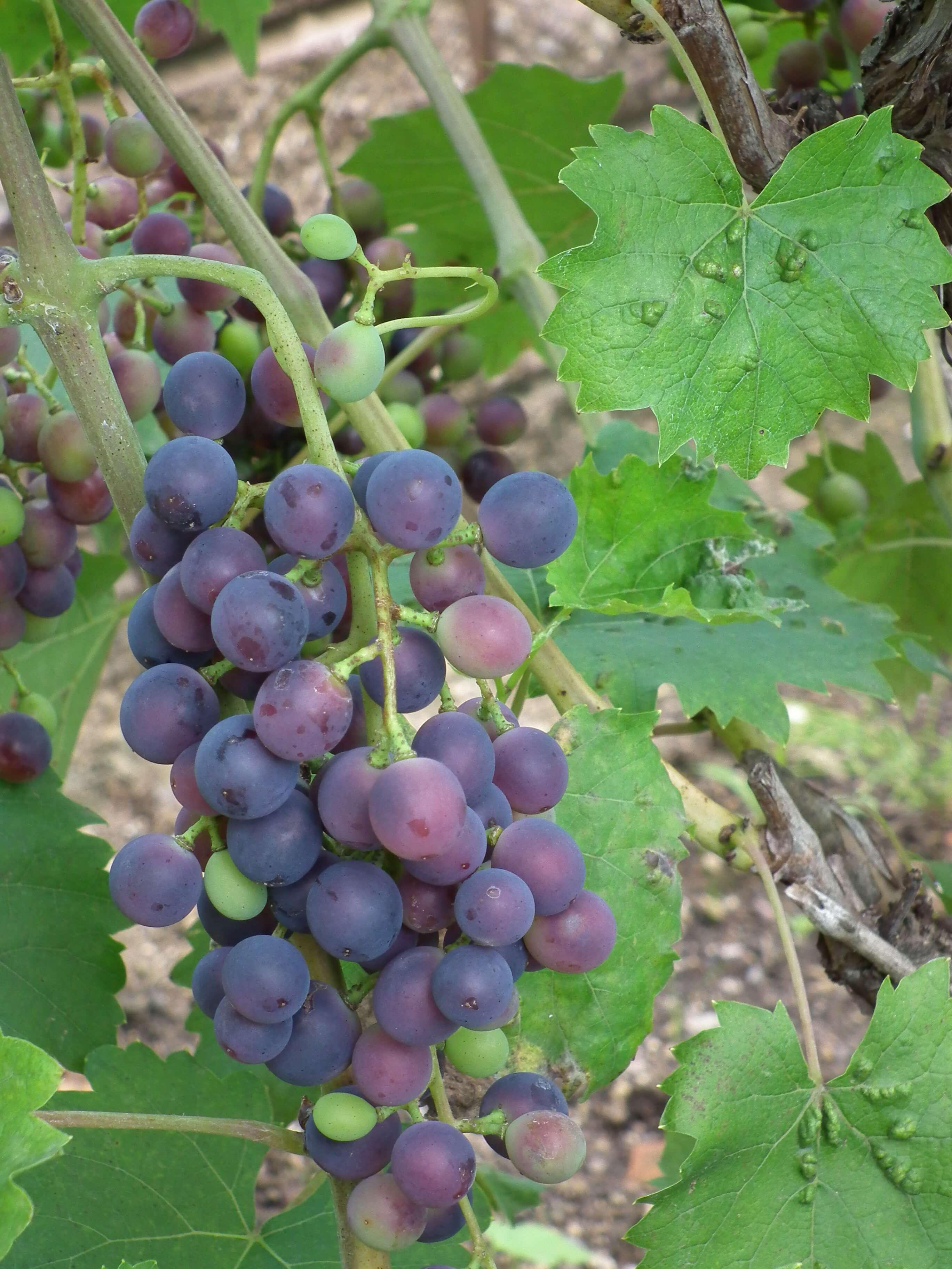 Grape Vine 'Muscat Bleu' 993