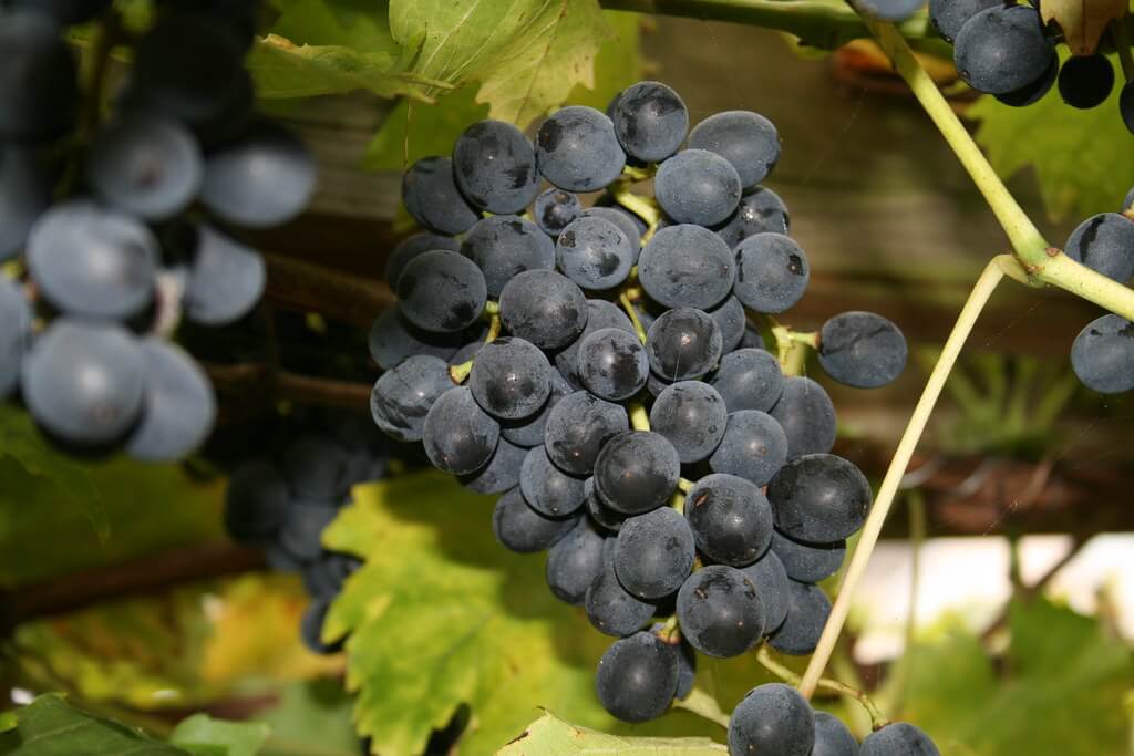 Grape Vine 'Regent' 993
