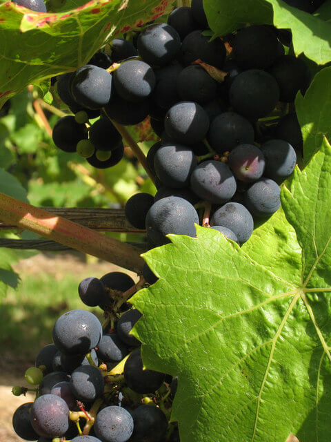 Grape Vine 'Siebel' 993