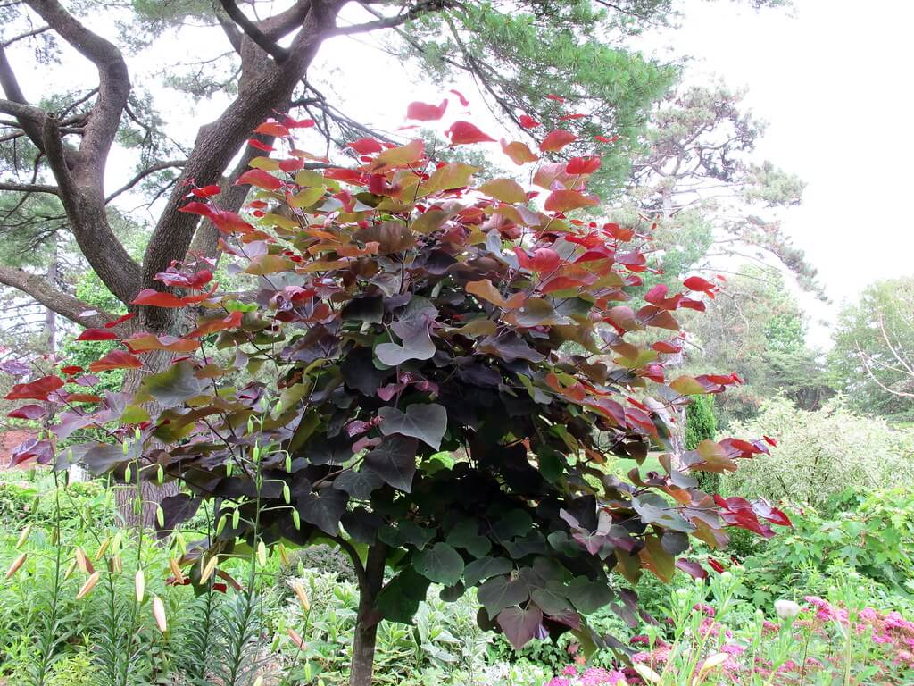 Cercis canadensis 'Forest Pansy' 1063