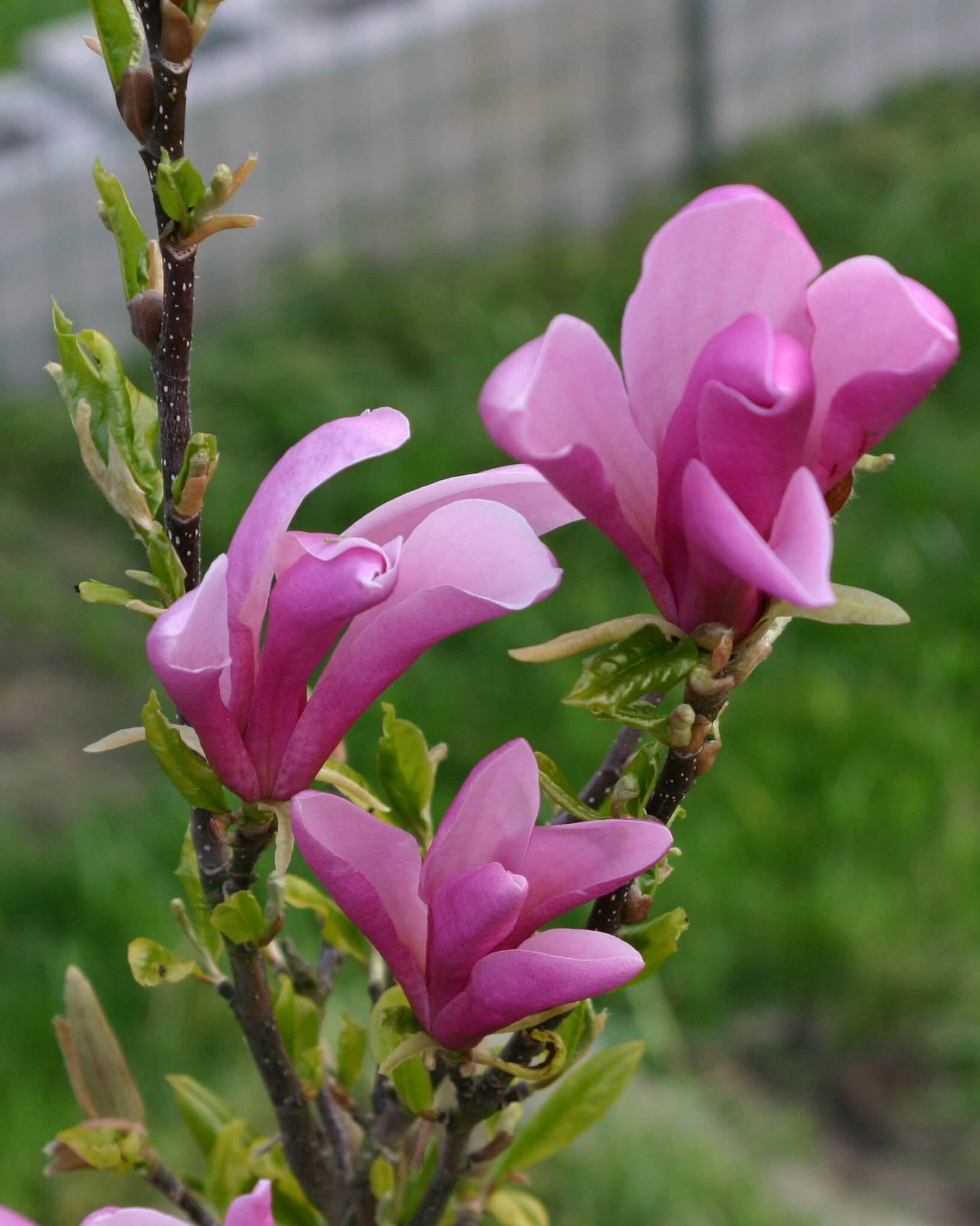 magnolia susan ornamental trees