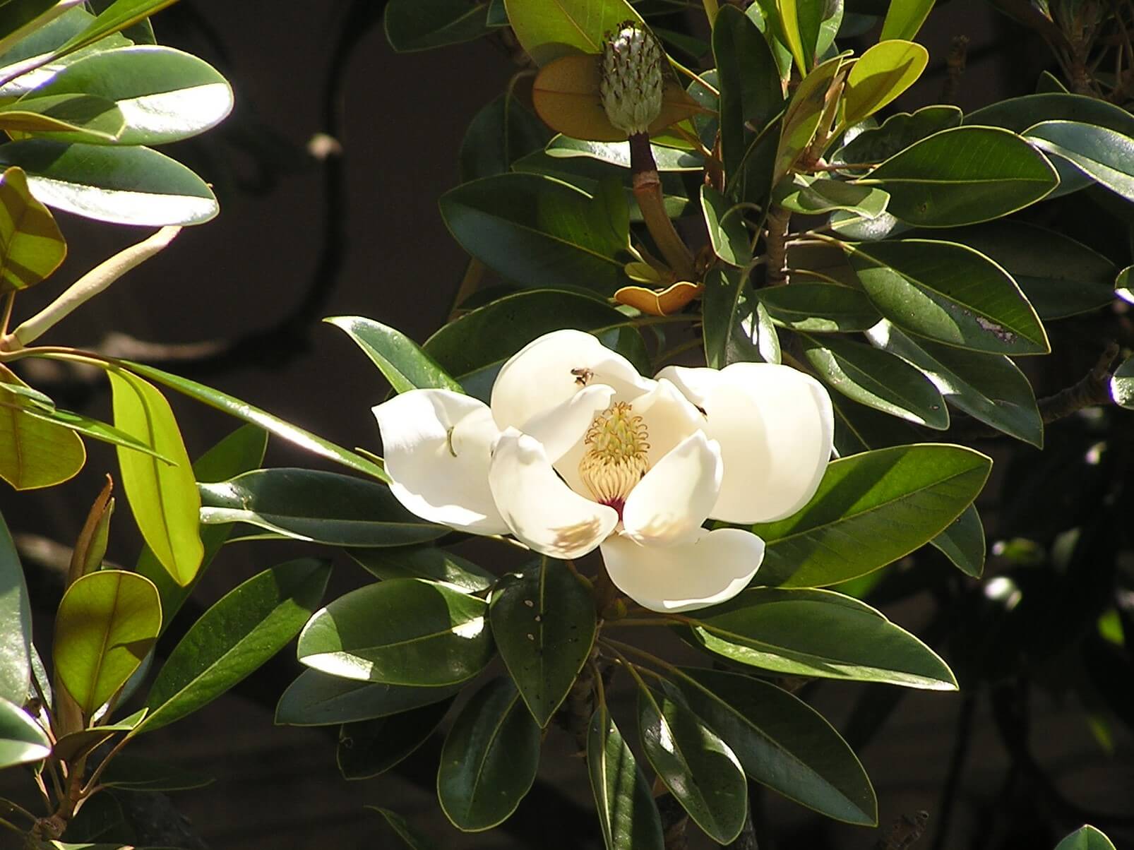 Magnolia grandiflora 'Exmouth' 1063