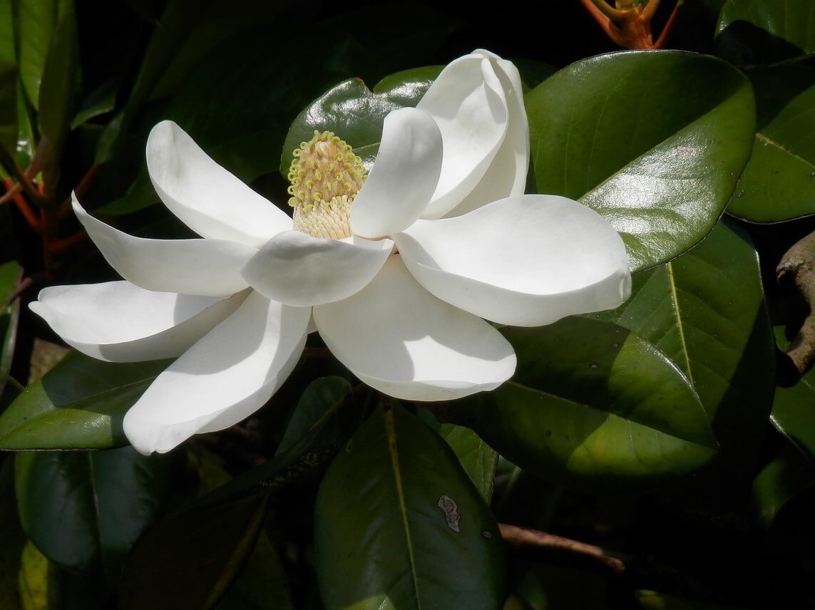 Magnolia grandiflora 'Little Gem' 1063