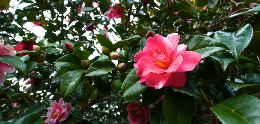 Camellias - and how to care for them