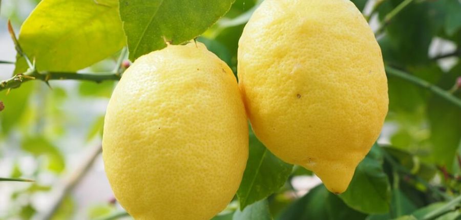 Growing Lemons and other citrus fruits