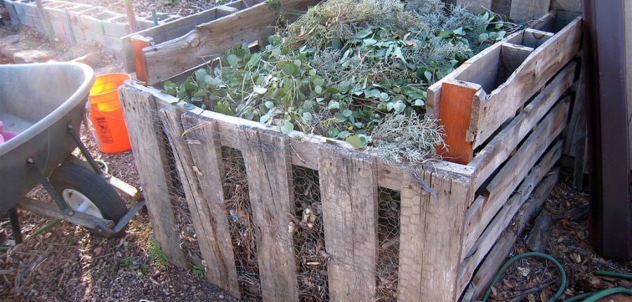 Compost & pruning autumn Raspberries