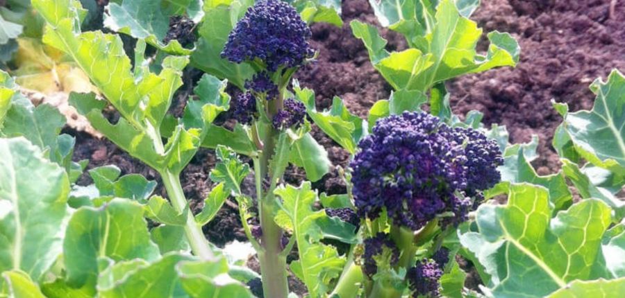 Purple Sprouting Brocolli – King of Veg!