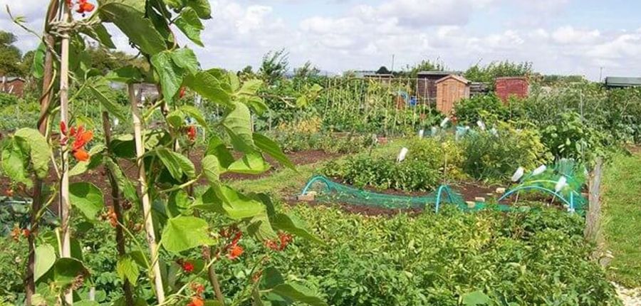 Love your allotment