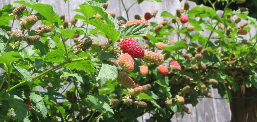 Spectacular Loganberry and Tayberry plants