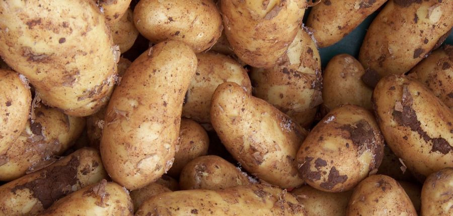 Harvesting and storing main crop potatoes