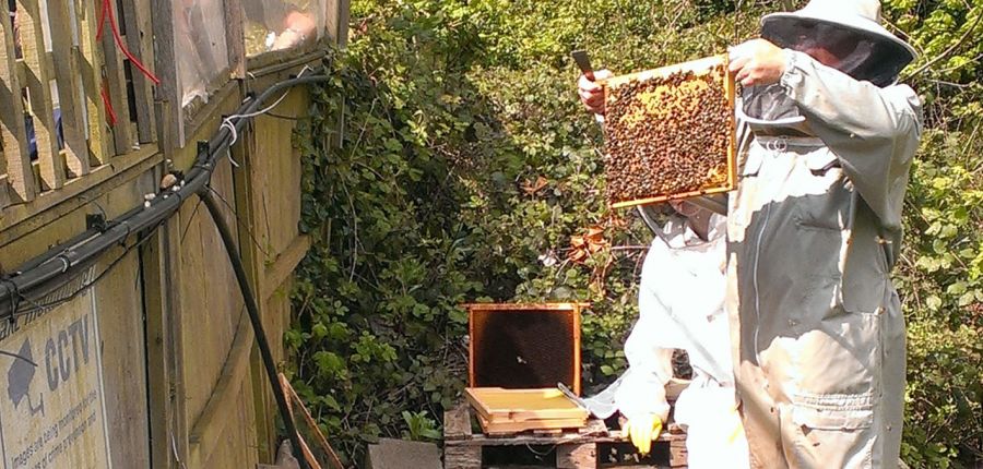Bee Hive Update