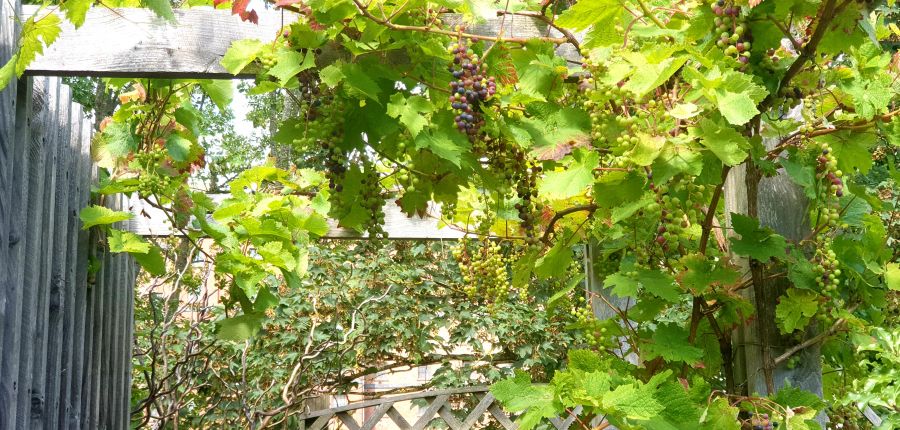 Cordon Training our grapevine