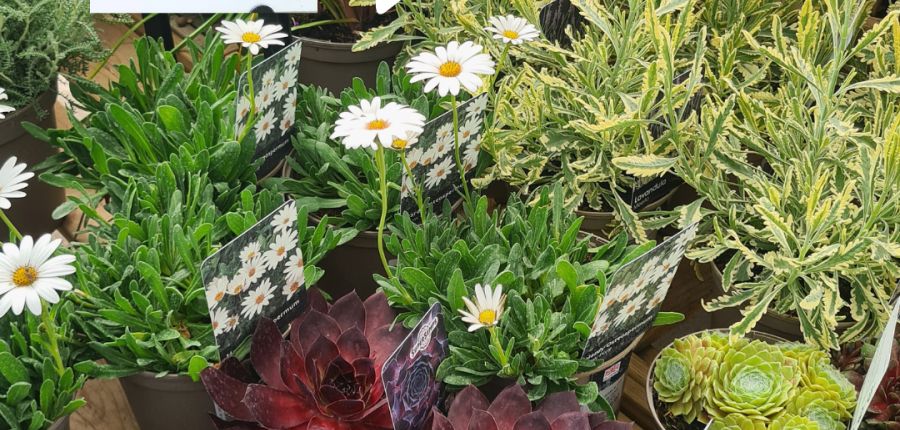 Plant recommendations for Arid Style Planting