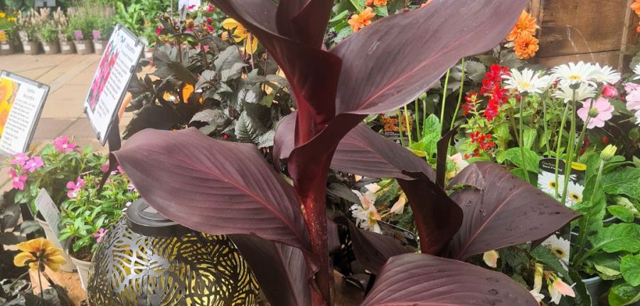 A closer look into our Tropical Island display