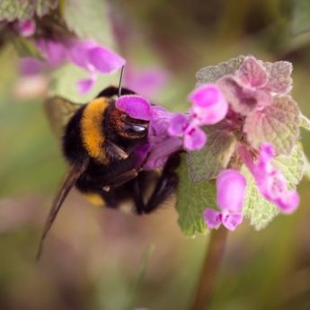 Attracting Bees To Your Garden