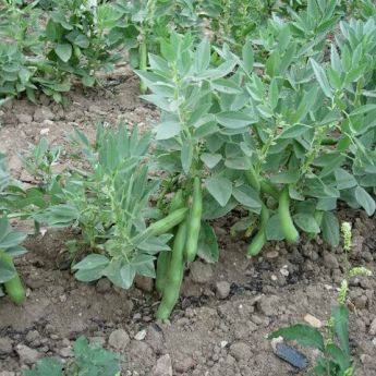 Looking after your Broad Beans