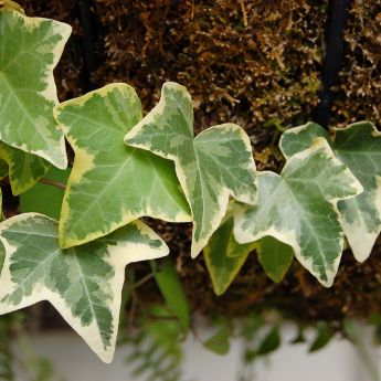Indoor plants for improving air quality