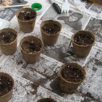 Sowing seed in modules, pots or trays
