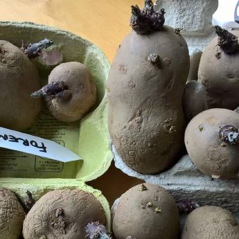 Plant your potatoes soon