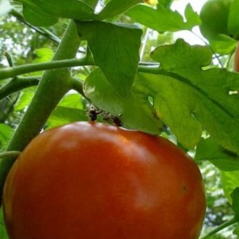 How to grow successful tomatoes