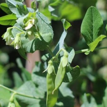 Peas can be tricky – try mangetouts instead