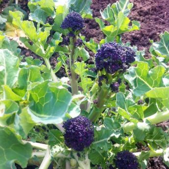 Purple Sprouting Brocolli – King of Veg!