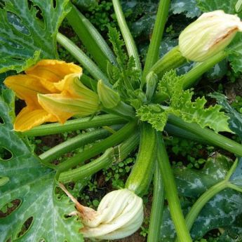 What on earth are Cucurbits?