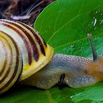 Dealing with Slugs and Snails
